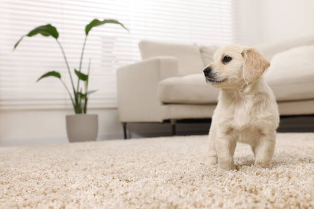 istock Cute little puppy on beige carpet at home. Space for text 1661934127