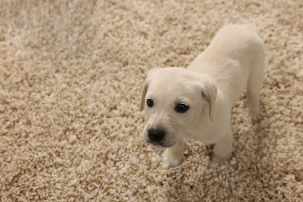istock Cute little puppy on beige carpet. Space for text 1661934670