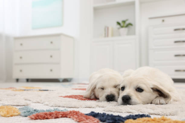 istock Cute little puppies lying on carpet at home. Space for text 1661934671