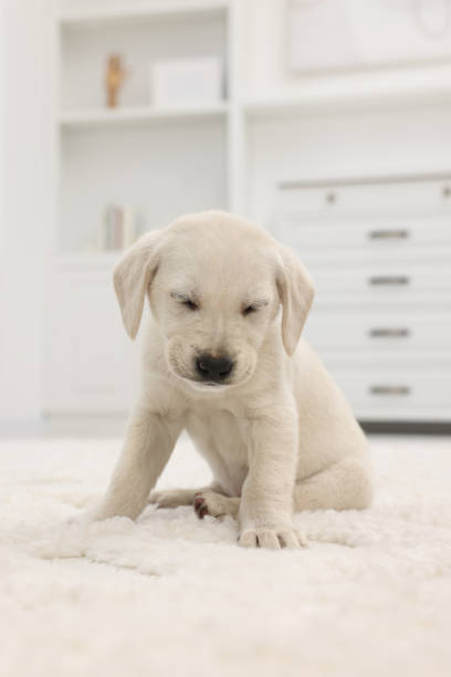 istock Cute little puppy on white carpet at home 1661934672