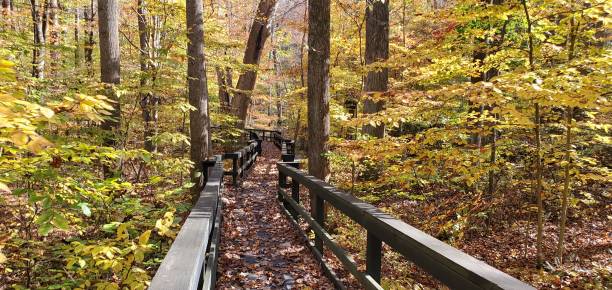 Wooden Boardwalk Trail through Catoctin Mountain Park Forest