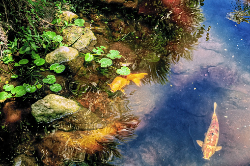 In a colorful pond of rocks and lily pads, Koi fish swim in search of food. One Koi breaks the surface.