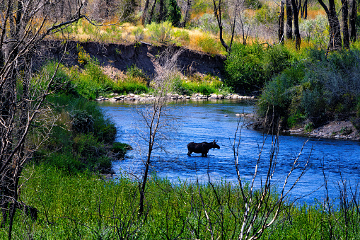 Moose Crossing River - Animal wildlife in natural habitat.