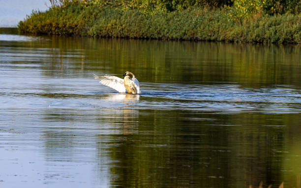 istock Swan stretching its wings on a lake in Alaska 1661949481