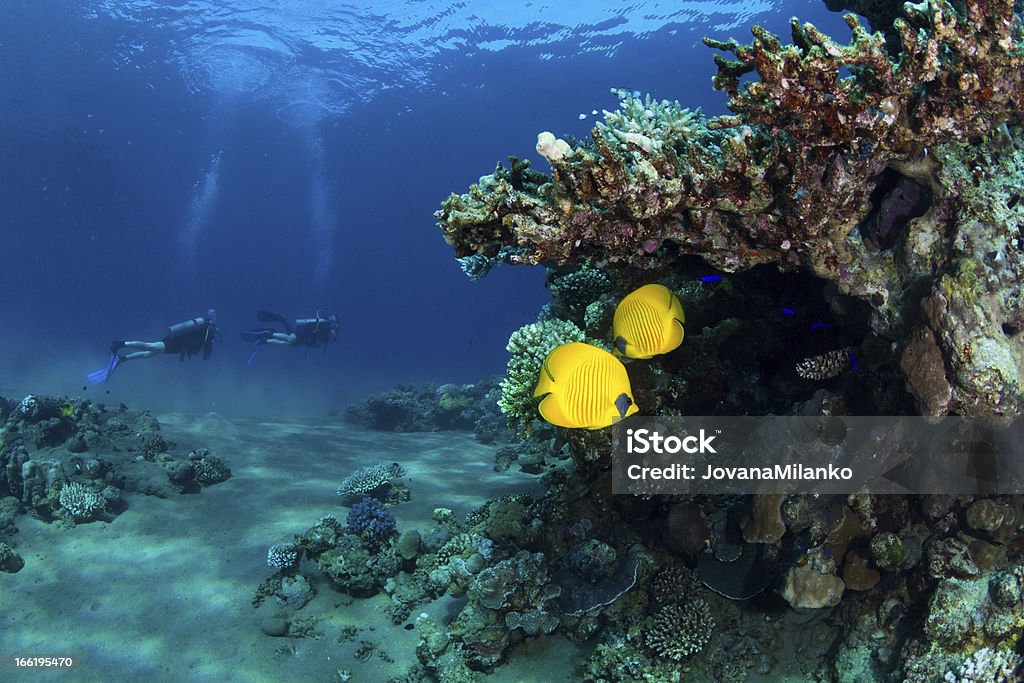 La plongée sous-marine à deux - Photo de Activité libre de droits