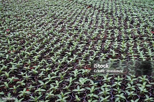 Planta De Producción Foto de stock y más banco de imágenes de Agricultura - Agricultura, Crecimiento, Flor