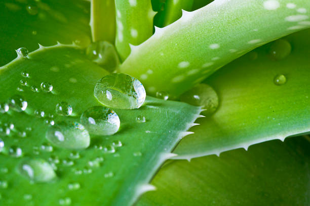 istock Drops of water on aloe leaf 166195642