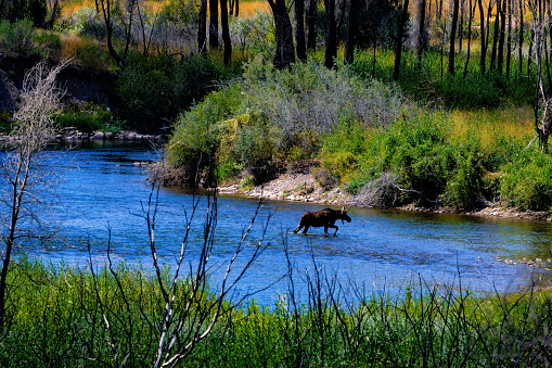 Moose Crossing River - Animal wildlife in natural habitat.