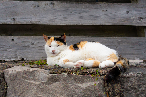 Lazy happy calico cat lies on garden wall in the sunshine, enjoying life and watching world go by.
