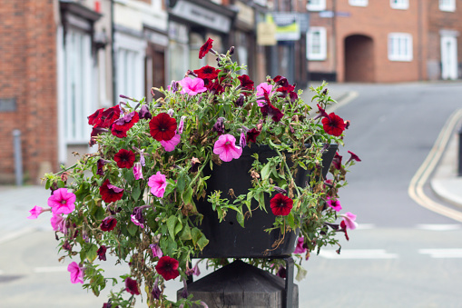 Water shortage- what was once a beautiful floral display struggles to survive as it suffers from lack on attention and lack of water.