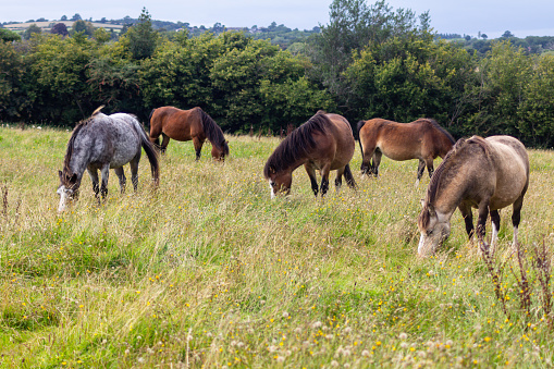 Small herd of small ponies, enjoying grazing peacefully together in meadow of long grass in rural Shropshire on a summers day