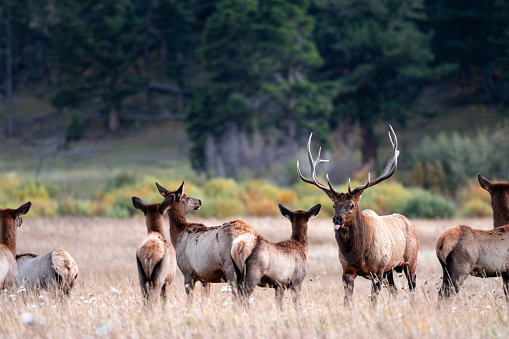 Alert Elk Begin To Gather In Grassy Valley in Yellowstone National Park
