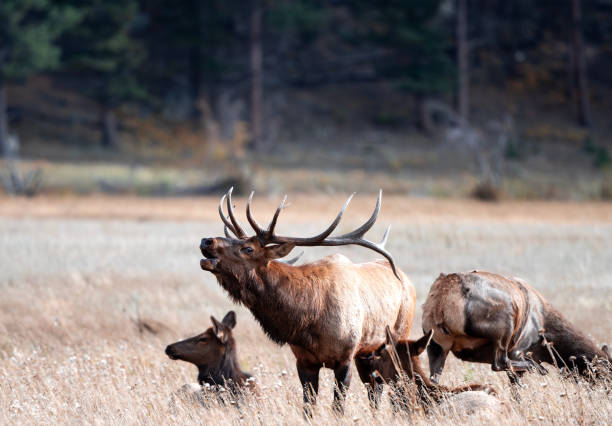 istock Elk in the Rut 1661980432