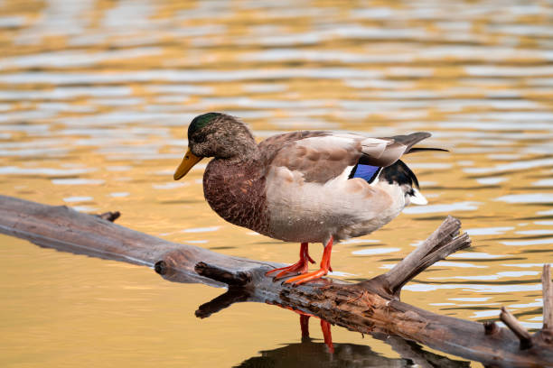 istock Juvenile Male Mallard 1661980445