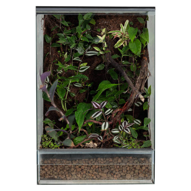 istock Decorative Reptile Breeding Terrarium with Lush Greenery 1661989022
