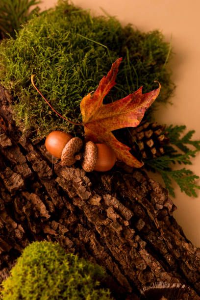 istock Green moss on tree bark on a beige background. Composition of bark tree decorated with moss. Abstract top view podium for presentation or exhibition of organic cosmetic products . 1661989046