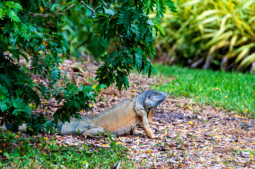 A large iguana crawls from the bush seeking food.