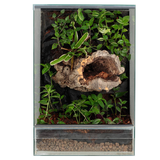 istock Elegant Glass Terrarium with Greenery for Reptiles 1661993751