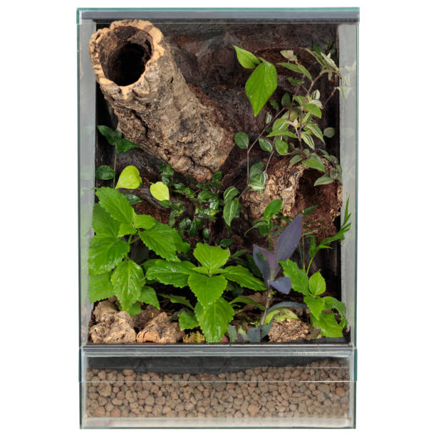 istock Spacious Glass Terrarium with Plants for Reptile Breeding 1661994299