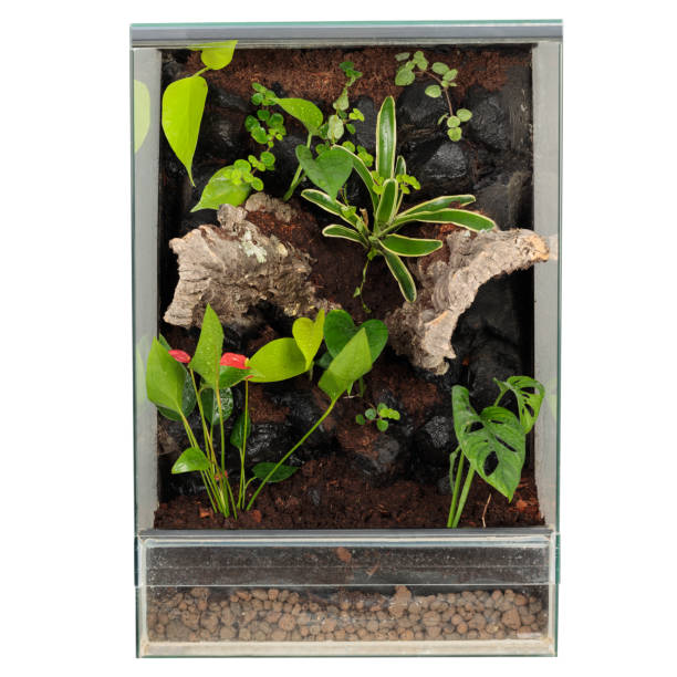 istock Lush Vegetation Glass Terrarium on White Background 1661995870