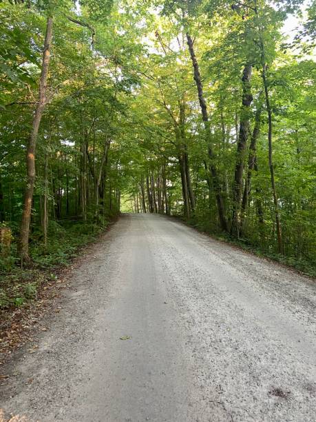 istock Gravel road in the woods 1661996374