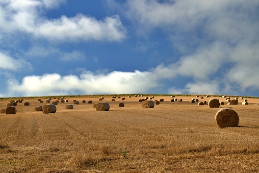 Straw bales stand on a golden field somewhere in Scotland in a September sun