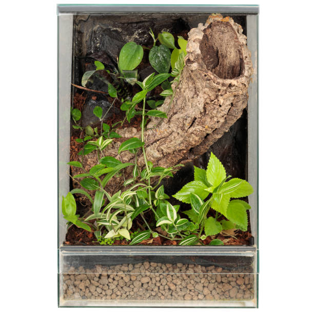 istock Reptile Breeding Glass Terrarium with Greenery on White 1661997993