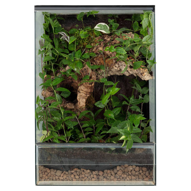 istock Vibrant Green Terrarium for Reptile Breeding and Decor 1661999636