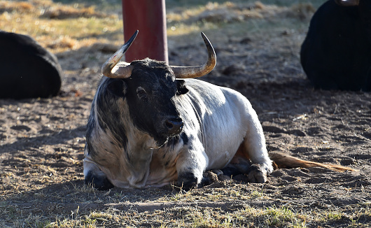 a spanish bull in a bull farm