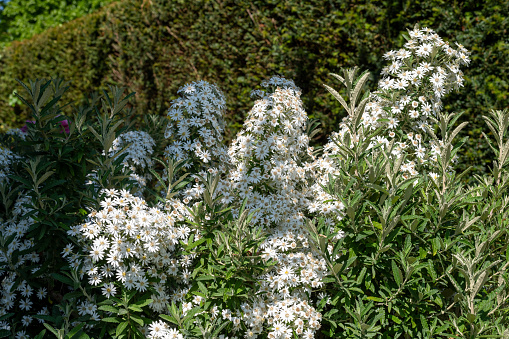 Close up of flowers on a dusty daisy (olearia lirata) bush