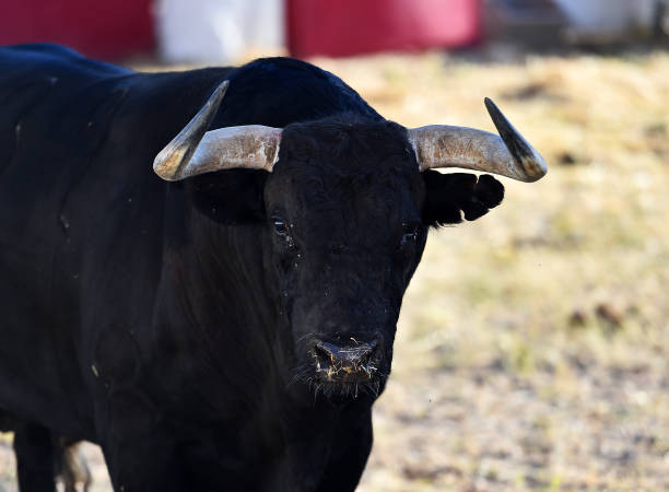 istock a spanish bull in a bull farm 1662005163