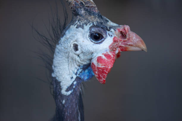 istock guinea fowl bird with a horn like process on its head 1662009446