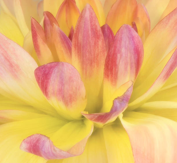 istock Pink and yellow dahlia 166201074