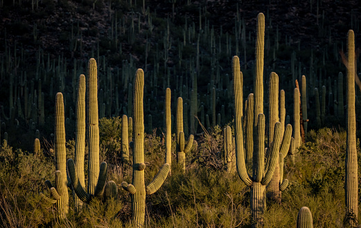 Evening Light Warms Tall Saguaro Cactus Before Falling Into Shade in Saguaro National Park