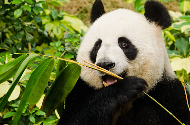 パンダ食事を - panda giant panda china eating ストックフォトと画像