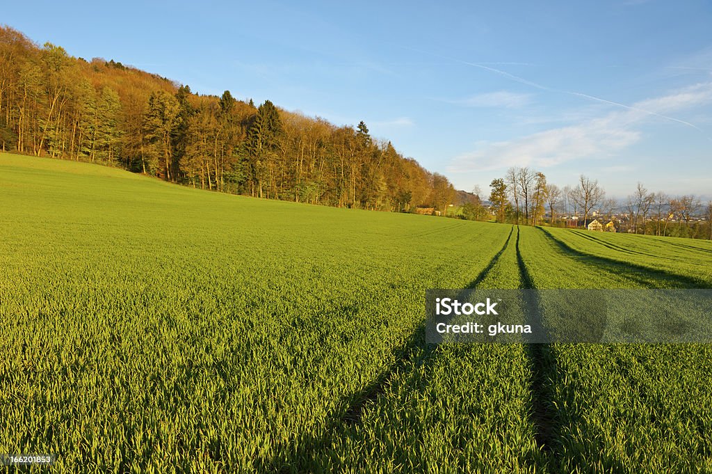 Rut на траве - Стоковые фото Без людей роялти-фри
