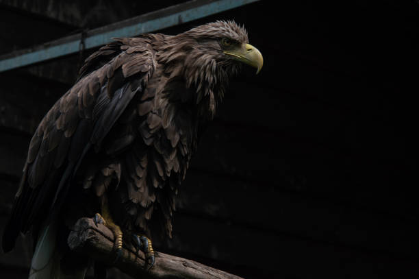 istock Adult white tailed eagle closeup. Ukrainian eagle 1662021691