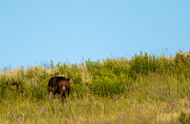 mãe grande grizzly olha para a câmera - montana mountain lupine meadow - fotografias e filmes do acervo