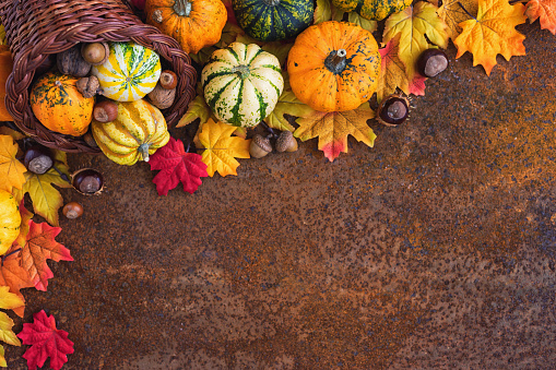 Rustic Autumn layout with pumpkins,apples,squash,acorn nuts on dark wooden background / Thanksgiving Theme with copy space