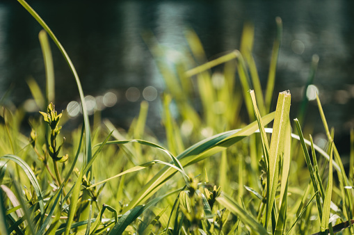 Reed grass in small lake reflecting the blue sky and the plant in the water