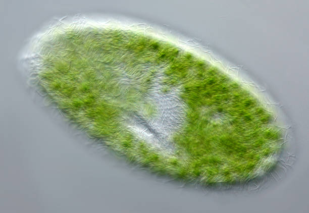 paramecio bursaria - paramecium fotografías e imágenes de stock