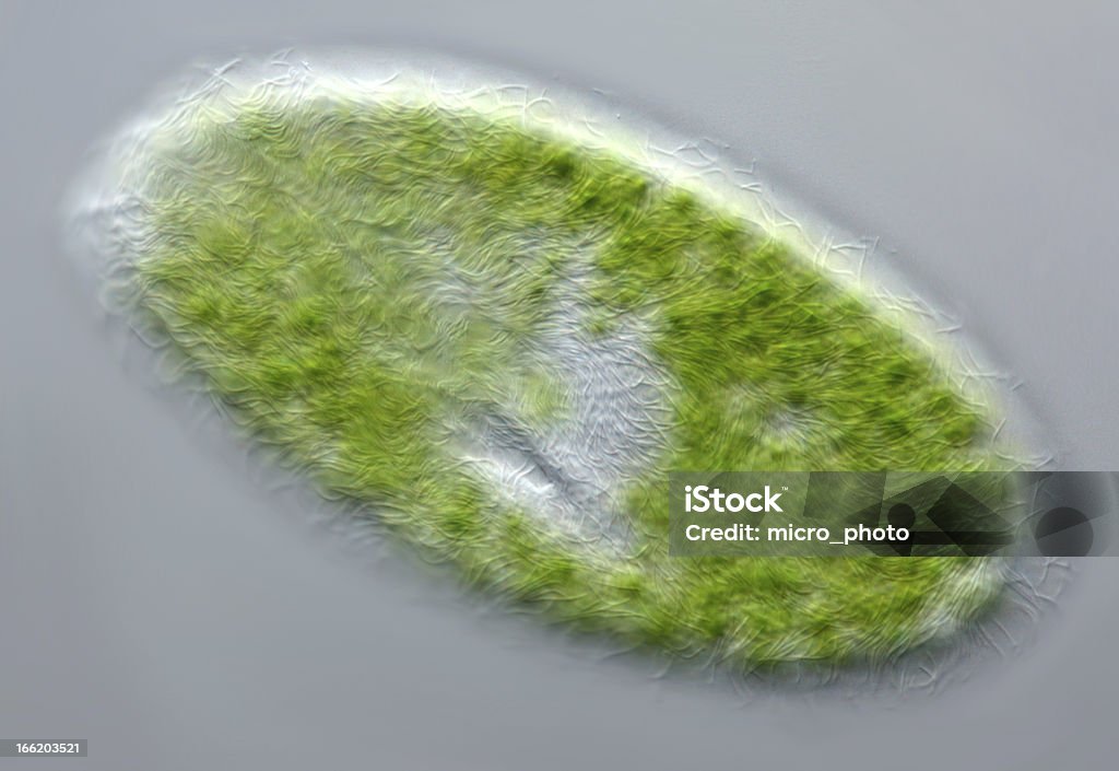 Paramecium bursaria - Photo de Paramécie libre de droits