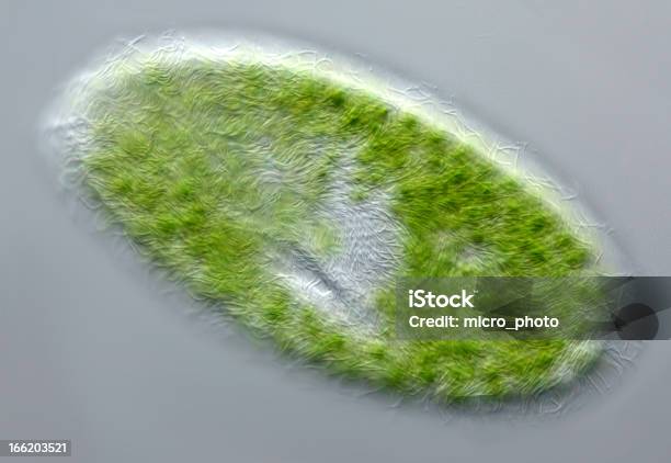 Photo libre de droit de Paramecium Bursaria banque d'images et plus d'images libres de droit de Paramécie - Paramécie, Microscope, Bursaria