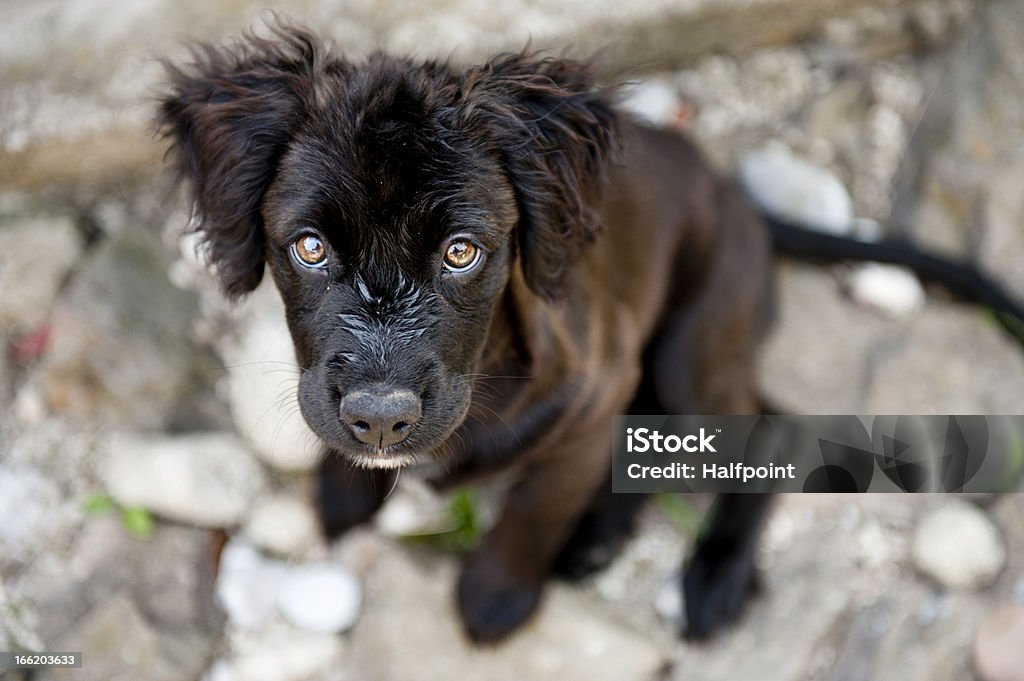 Cute dog Cute dog is playing outside Adult Stock Photo