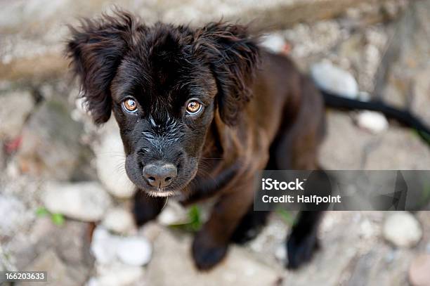 Cute Dog Stock Photo - Download Image Now - Adult, Animal, Brown