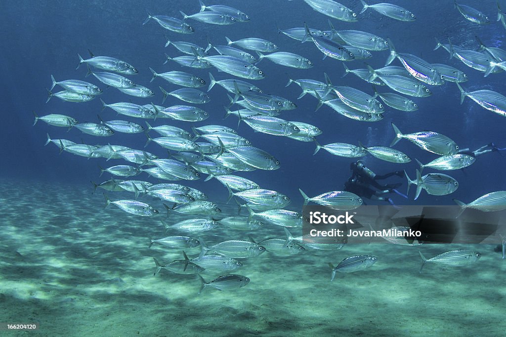 Fishschool and Scuba Divers Underwater view of mackerel fish school feeding on plankton under the surface of Red Sea, Egypt, with sun rays going down to the bottom and two silhouettes of scuba divers in the background behind them. Animals In The Wild Stock Photo