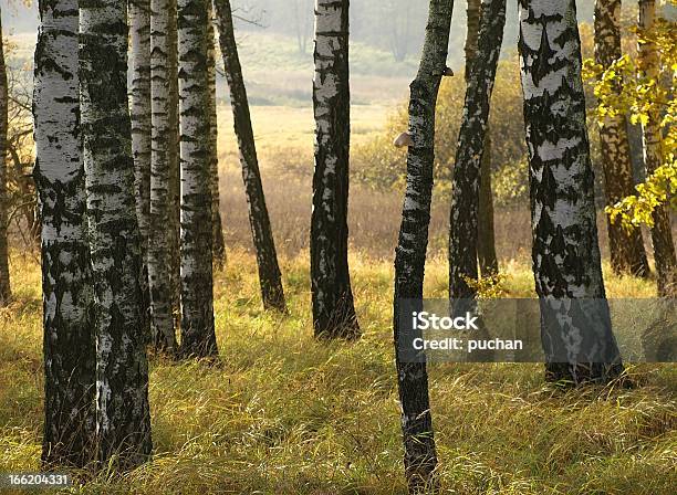 Autumn Birches Stock Photo - Download Image Now - Autumn, Birch Tree, Branch - Plant Part