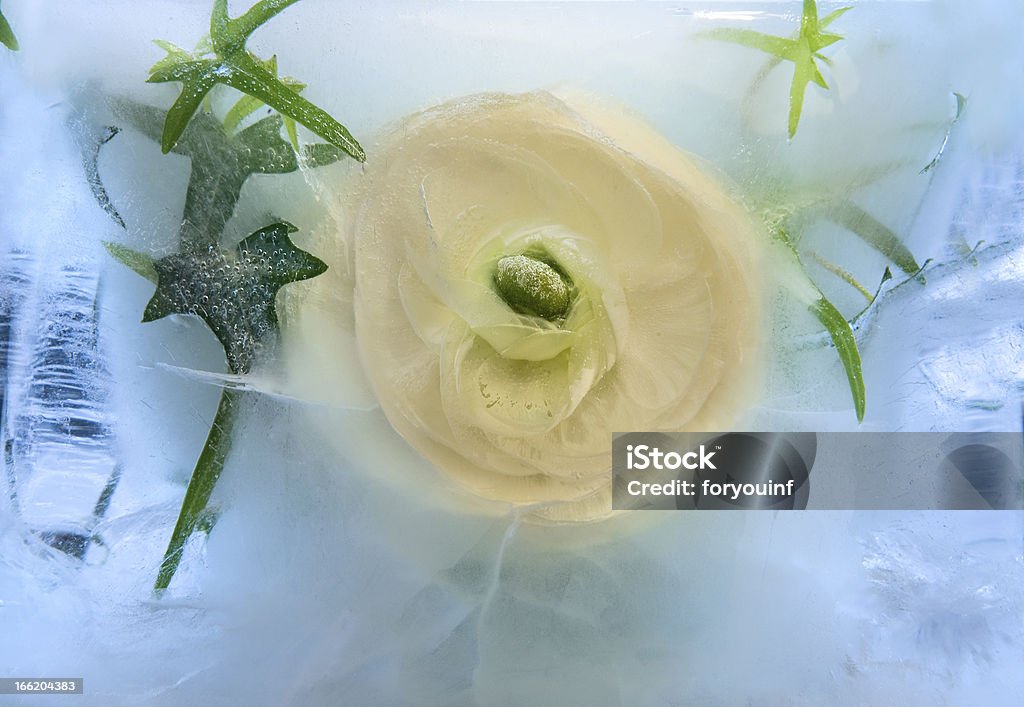 Fond de fleurs de glace rosa glacé - Photo de Arbre en fleurs libre de droits