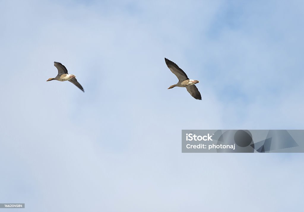 Two geese flying in a cloudy sky Two geese flying in formation in a cloudy sky Almere Stock Photo