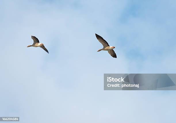 Two Geese Flying In A Cloudy Sky Stock Photo - Download Image Now - Almere, Anatidae, Animal